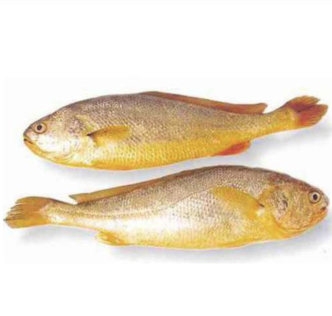 大黃魚400/500